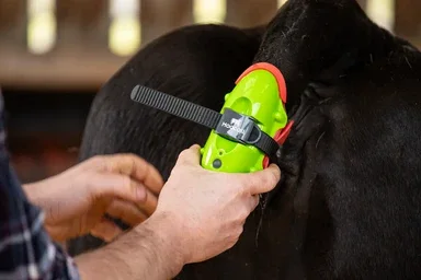 Moocall Calving Sensor - Moocall manufacturer photograph showing the actual green Calving Sensor being fitted by hand to a cow's tail.