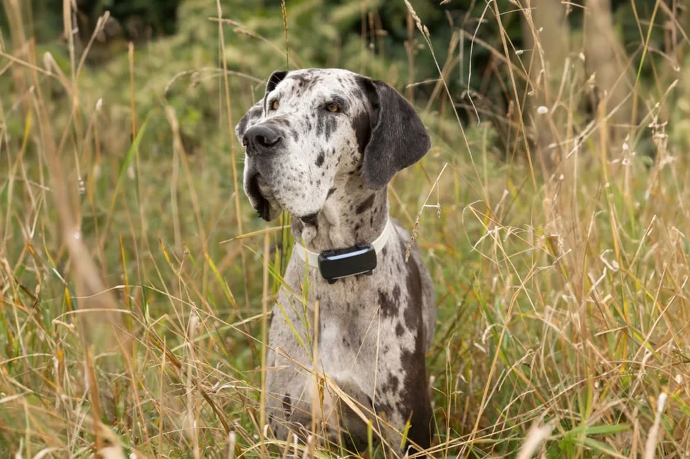 Tractive DOG 6 XL - Manufacturer photograph of Tractive DOG 6 XL.